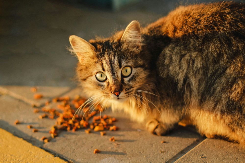 Kvalitní granule pro kočky
