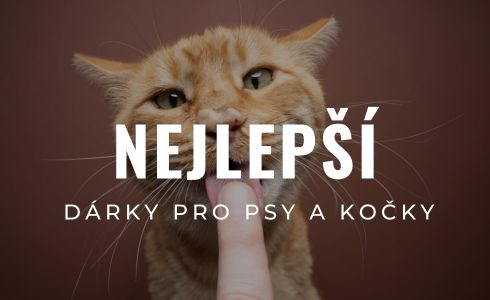 Nejlepší dárky pro psy a kočky: Tipy na hračky, pamlsky a pelíšky