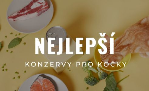 Nejlepší kvalitní konzervy pro kočky: Recenze, hodnocení a rady