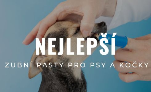 Nejlepší zubní pasty pro psy a kočky: Recenze a testování