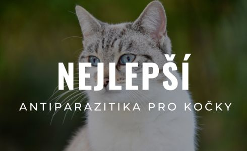 Nejlepší antiparazitika pro kočky 2025: Recenze pipet, obojků i tablet