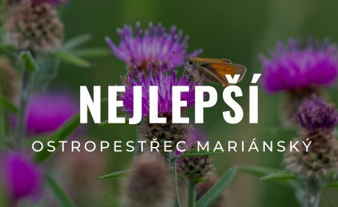 Nejlepší ostropestřec mariánský: Recenze tablet, čaje i drceného plodu