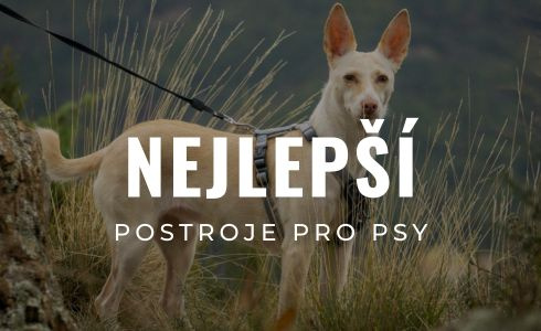 Nejlepší postroje a vodítka pro psy 2026: Na běhání, do města i na výlety