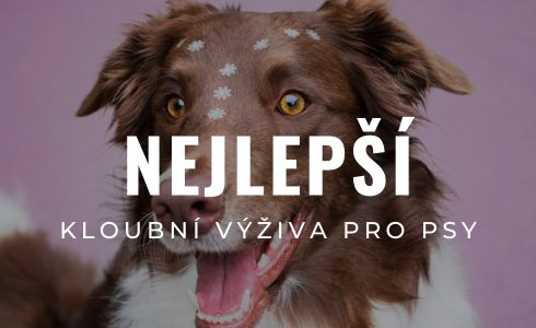 Nejlepší kloubní výživa pro psy 2026: Velké srovnání a recenze