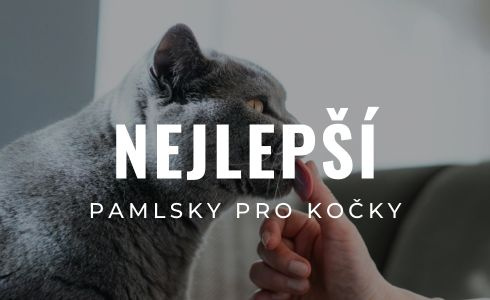 Nejlepší pamlsky pro kočky 2026: Velký test a recenze 10 produktů