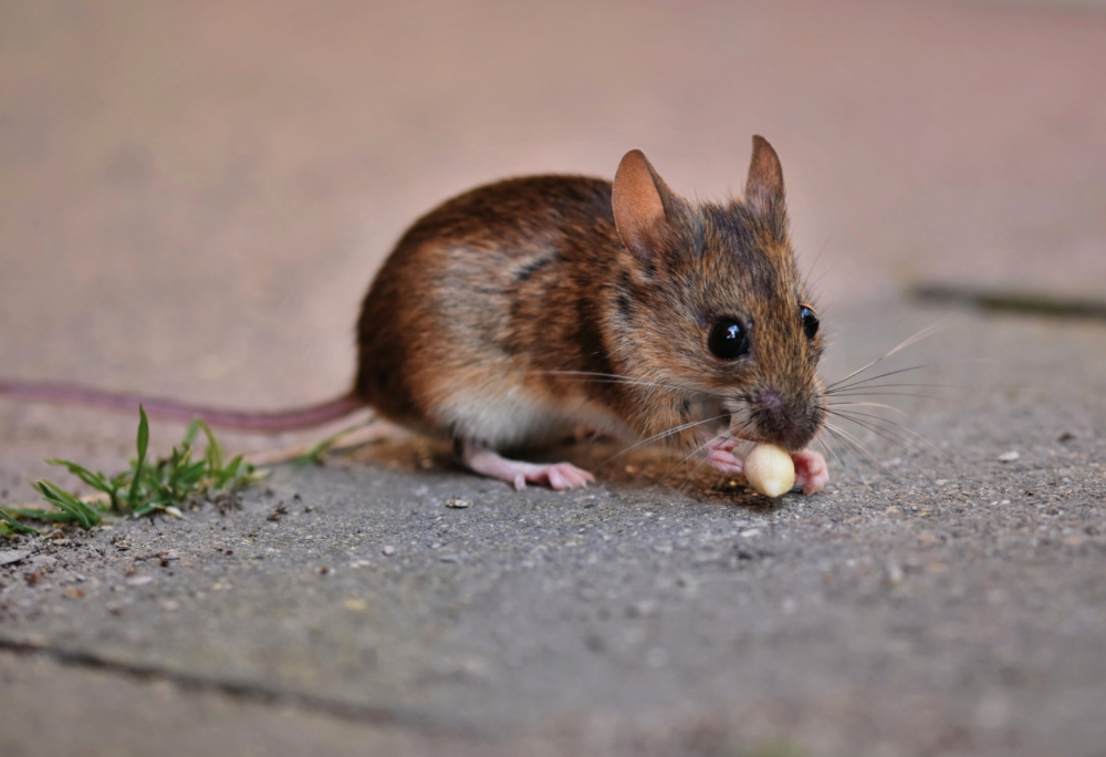 Jak se zbavit myší v domě nebo bytě
