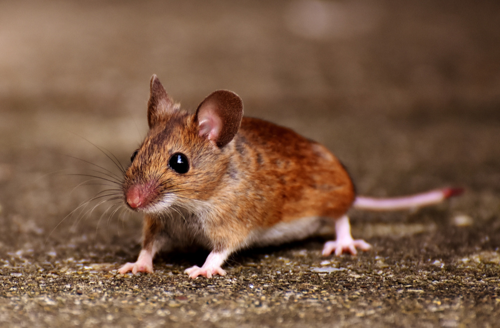 Jak poznat, že máte doma myši