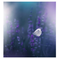Umělecká fotografie Lavender Queen, Juliana Nan, (40 x 40 cm)