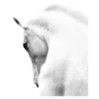 Fotografie White Stallion Andalusian Horse Neck Kind Eye, 66North, 30 × 40 cm