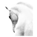 Fotografie White Stallion Andalusian Horse Neck Kind Eye, 66North, (30 x 40 cm)