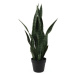 Sušená rostlina (výška 66 cm) Sansevieria – PT LIVING