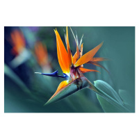 Fotografie The bird of paradise flower, caoyu36, 40 × 26.7 cm