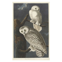 John James (after) Audubon - Obrazová reprodukce Snowy Owl, 1831, (26.7 x 40 cm)