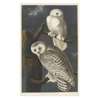 Obrazová reprodukce Snowy Owl, 1831, John James (after) Audubon, 26.7 × 40 cm