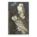 Obrazová reprodukce Snowy Owl, 1831, John James (after) Audubon, 26.7 × 40 cm