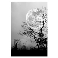 Fotografie Silhouettes of dry tree against night, kdshutterman, 26.7 × 40 cm