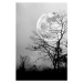 Fotografie Silhouettes of dry tree against night, kdshutterman, 26.7 × 40 cm