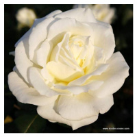 Růže Kordes 'Memoire' 2 litry