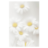 Fotografie Daisies, Magda Izzard, 26.7 × 40 cm