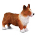 Welsh corgi