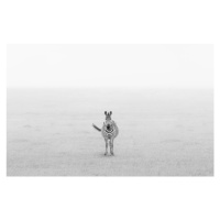 Fotografie Lonely Zebra, Yun Wang, 40x26.7 cm