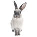 Nástěnná samolepka Dekornik Rabbit Harry, 53 x 115 cm