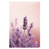 Fotografie Lavender Detail, Treechild, (26.7 x 40 cm)