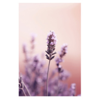 Fotografie Lavender Detail, Treechild, 26.7 × 40 cm