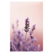 Fotografie Lavender Detail, Treechild, 26.7 × 40 cm