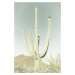 Umělecká fotografie SAGUARO NATIONAL PARK Giant Saguaro | Vintage, Melanie Viola, (26.7 x 40 cm)