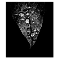 Fotografie Raindrops, Torsdatter, 35 × 40 cm