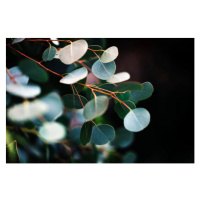 Fotografie eucalyptus, Stephanie Nantel, 40 × 26.7 cm