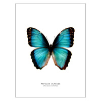 Ilustrace butterfly, Finlay & Noa, 30x40 cm