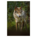 Umělecká fotografie European Gray Wolf, Canis lupus lupus, Raimund Linke, (26.7 x 40 cm)
