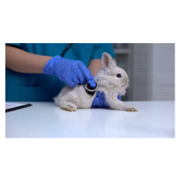 Fotografie Vet listening rabbit stomach with stethoscope,, Motortion, 40 × 22.2 cm