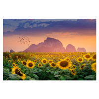 Fotografie Sunflower field with the evening sun, sarayut Thaneerat, 40 × 26.7 cm