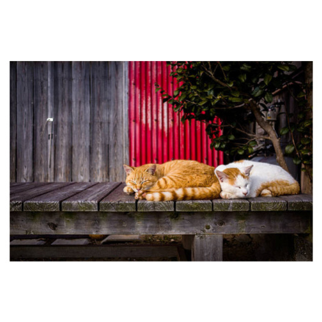 Fotografie Cats sleeping on the bench, Marser, (40 x 26.7 cm)