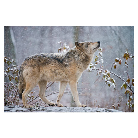 Umělecká fotografie Easter gray wolf In winter, Copyright Michael Cummings, (40 x 26.7 cm)