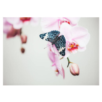 Umělecká fotografie Butterfly On Orchid, borchee, (40 x 30 cm)