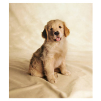 Fotografie Golden Retriever Puppy, Chris Collins, (35 x 40 cm)
