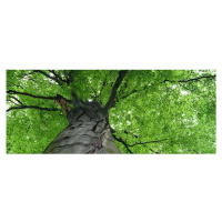 MP-2-0101 Vliesová obrazová panoramatická fototapeta Treetop + lepidlo Zdarma, velikost 375 x 15