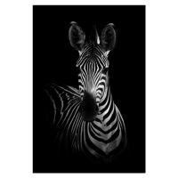 Fotografie The Zebra, WildPhotoArt, 26.7 × 40 cm