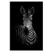 Fotografie The Zebra, WildPhotoArt, 26.7 × 40 cm