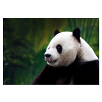 Fotografie Close-up of Giant Panda, Wokephoto17, 40 × 26.7 cm