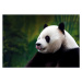 Fotografie Close-up of Giant Panda, Wokephoto17, 40 × 26.7 cm