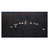 Fotografie Snow Geese #2, 李从军 / Austin, 40 × 22.2 cm