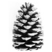 Fotografie Pinecone, Sisi & Seb, 26.7 × 40 cm