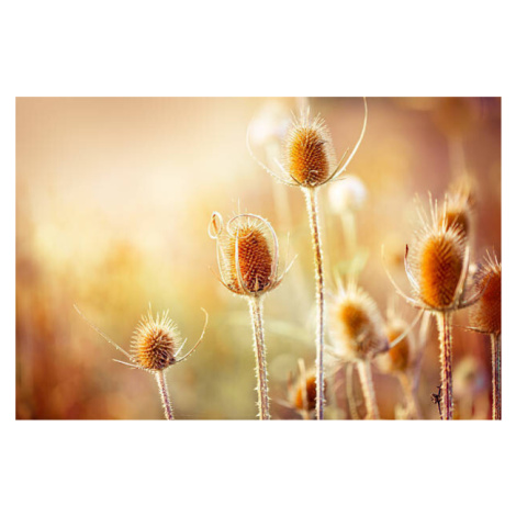 Fotografie Thistle, Jasmina007, 40 × 26.7 cm