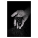 Peugeot Zanzibar černý pepř stromový Vinh Dinh, 10 g