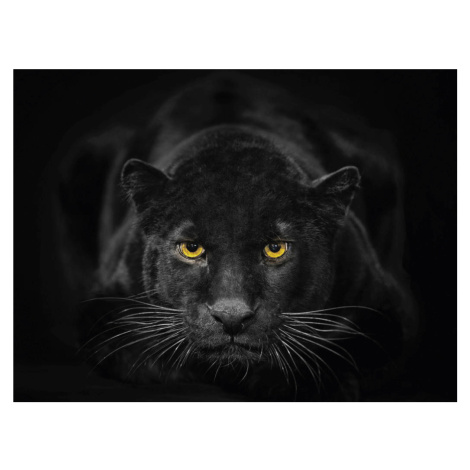 Euroart OBRAZ NA SKLE, zvířata cm